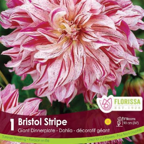 Dahlia Dinnerplate Bristol Stripe Spring Bulb