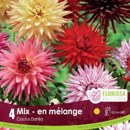 Dahlia Cactus Mix pink red and yellow spring bulbs