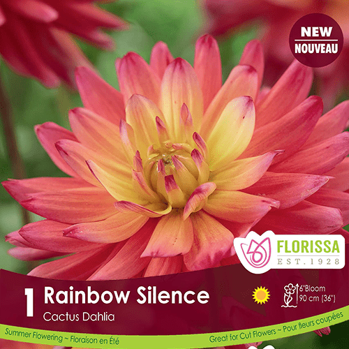 Dahlia Cactus Rainbow Silence