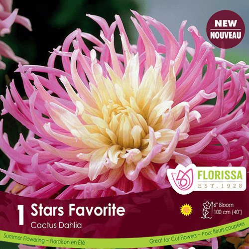 Dahlia, Cactus - Stars Favorite