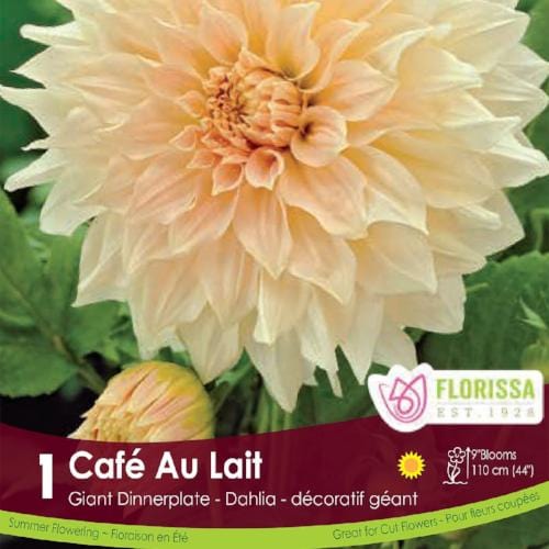 Dahlia Dinnerplate Cafe au Laite Spring Bulb