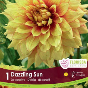 Dahlia Decorative Dazzling Sun Yellow Spring Bulb