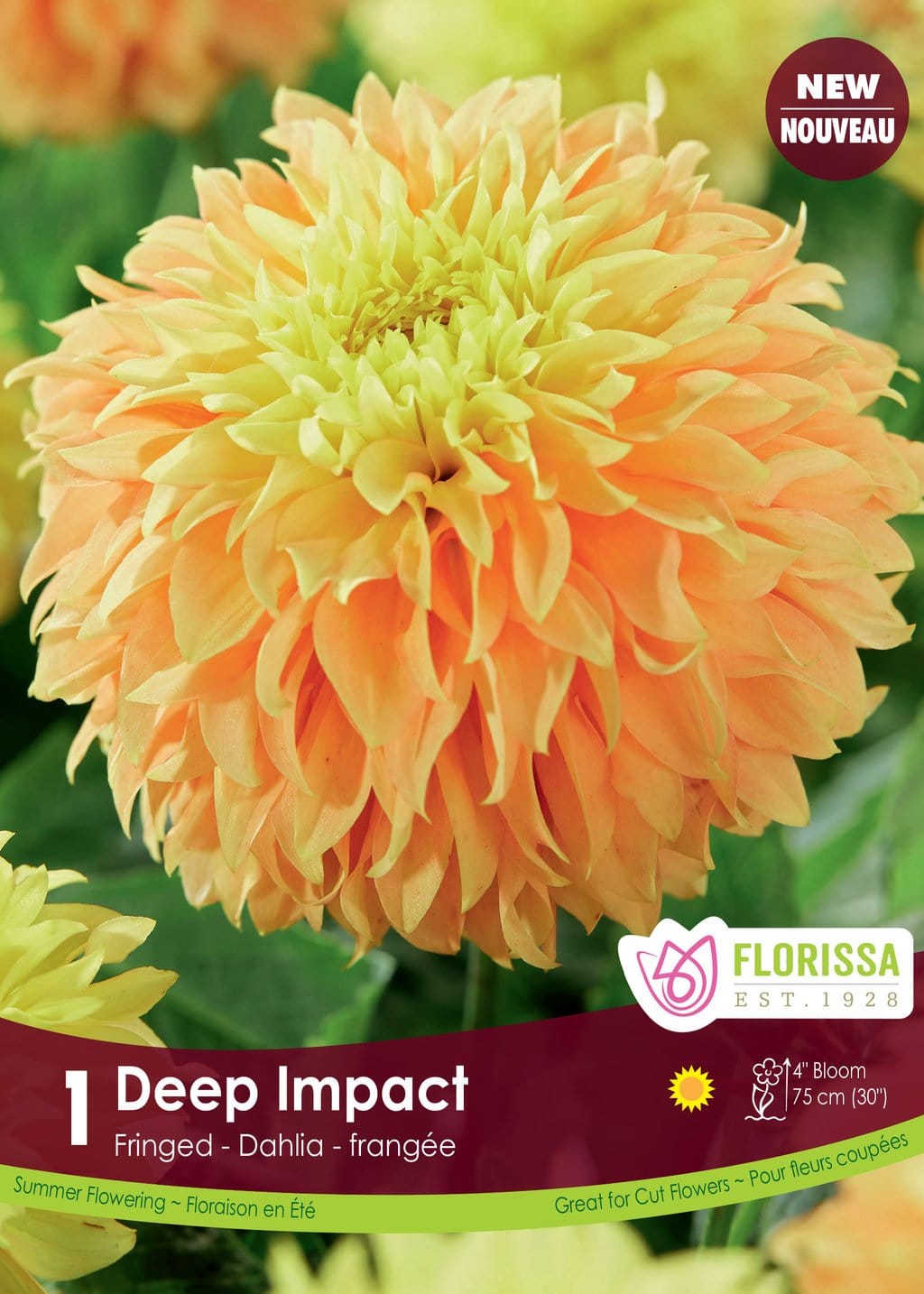 Dahlia - Deep Impact