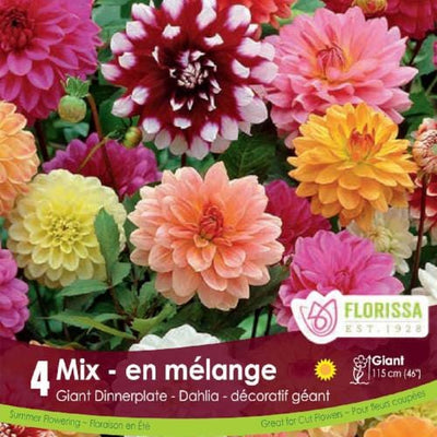 Dahlia - Dinnerplate Mix - Bonus 4 Pack