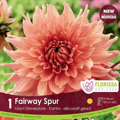 Dahlia - Fairway Spur