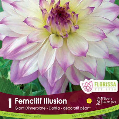 Dahlia Dinnerplate Ferncliff Illusion White and Pink Spring Bulb
