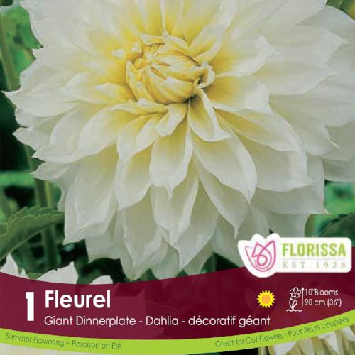 Dahlia Dinnerplate Fleurel White Spring Bulb