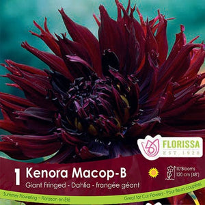 Dahlia Dinnerplate Kenora Macob Purple Spring Bulb
