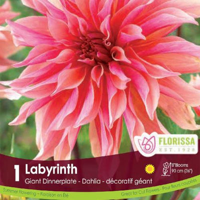 Dahlia Dinnerplate Labyrinth pink spring bulb
