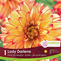 Dahlia - Lady Darlene