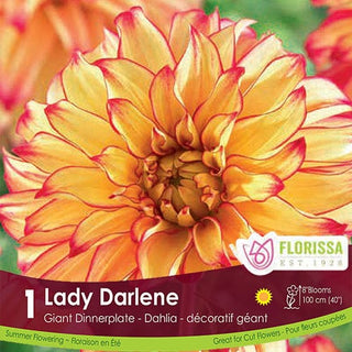 Dahlia - Lady Darlene