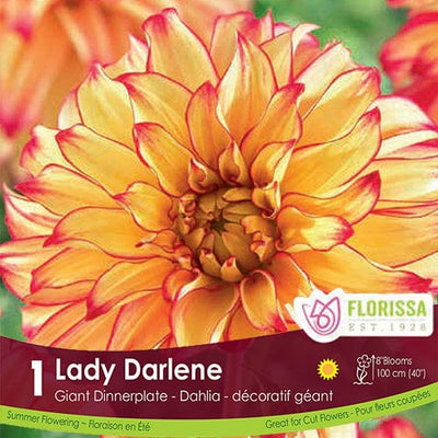 Dahlia Dinnerplate Lady Darlene Yellow and Pink Spring Bulb