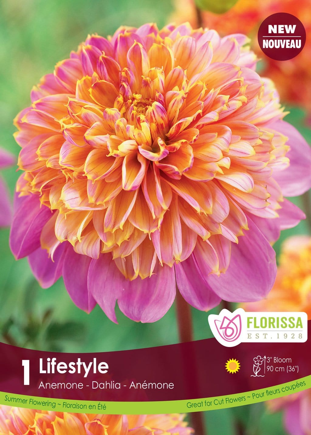 Dahlia - Life Style