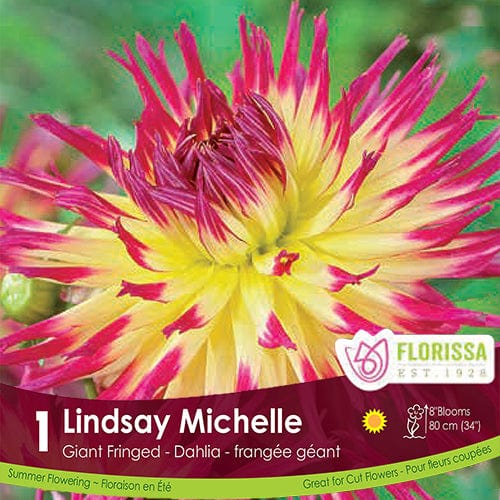 Dahlia Dinnerplate Lindsay Michelle pink and yellow spring bulb