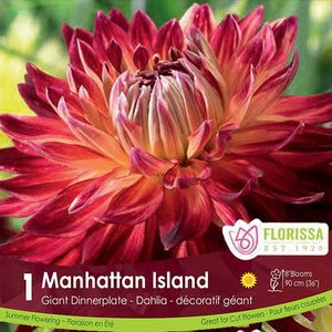 Dahlia Dinnerplate Manhattan Island Red Spring Bulb
