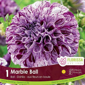 Dahlia Novelty Marble Ball Purple Spring Bulb