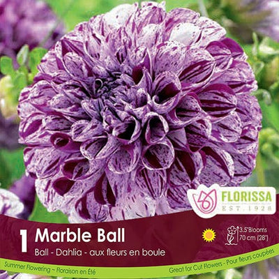 Dahlia Novelty Marble Ball Purple Spring Bulb