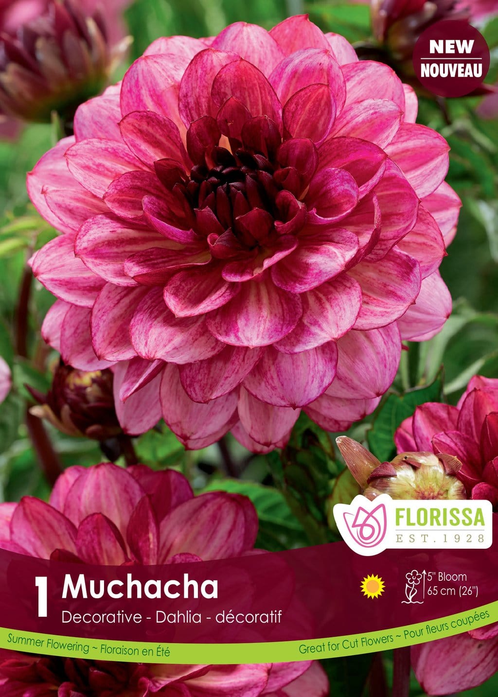 Dahlia - Muchacha