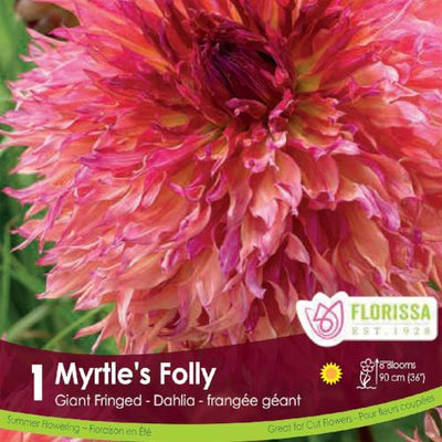 Dahlia Dinnerplate Myrtle's Folly pink spring bulb