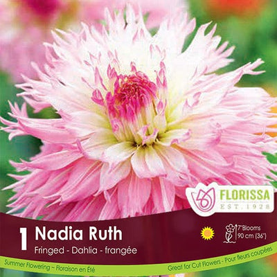 Dahlia Fringed Nadia Ruth Pink Spring bulb