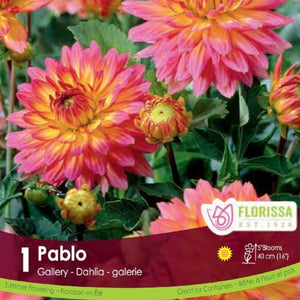 Dahlia Gallery Pablo Pink and yellow spring bulb