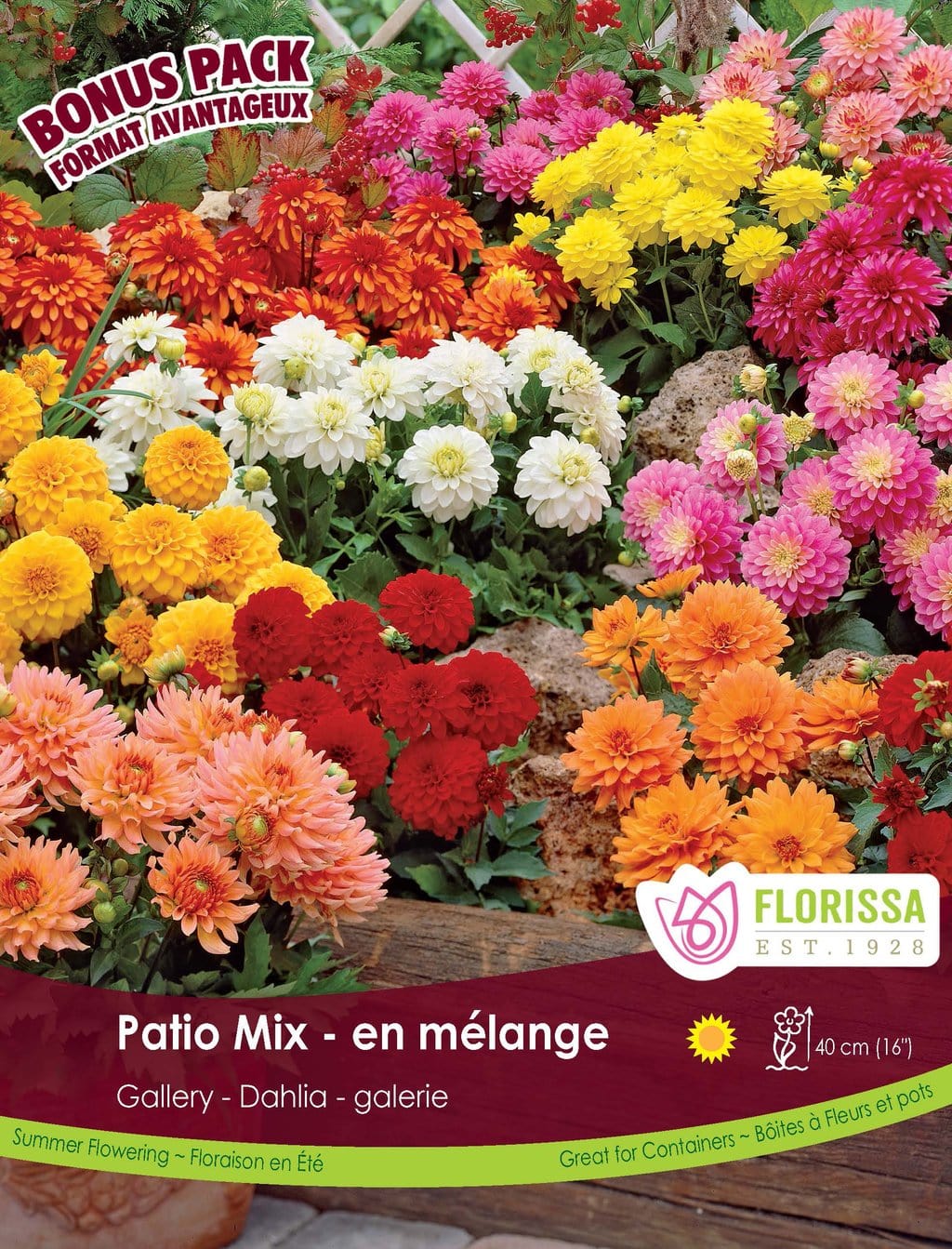 Dahlia - Patio Mix, BONUS 4 Pack