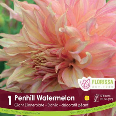 Dahlia Dinnerplate Penhill Watermelon pink spring bulb