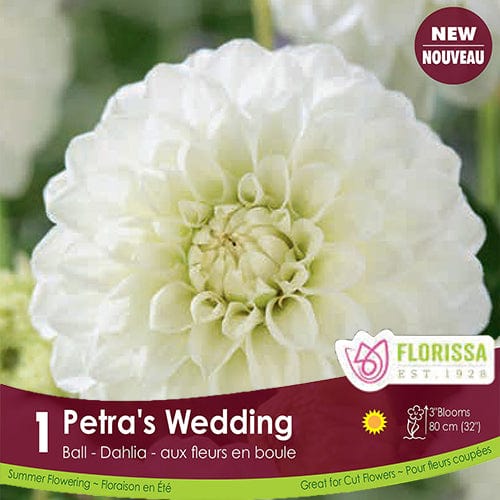 Pompon Dahlia Petra's Wedding Ball Spring Bulb