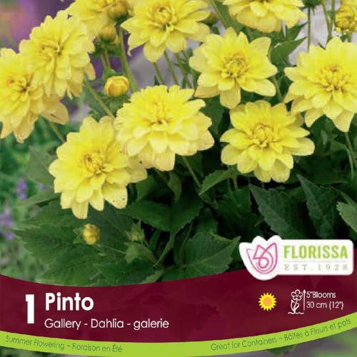 Dahlia Gallery Pinto Yellow Spring Bulb