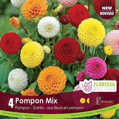 Dahlia - Pompon Mix, BONUS 4 Pack