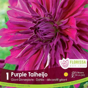 Dahlia Dinnerplate Purple Taiheijo spring bulb