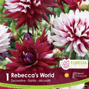 Dahlia Decorative Rebecca's World red and white spring bulb
