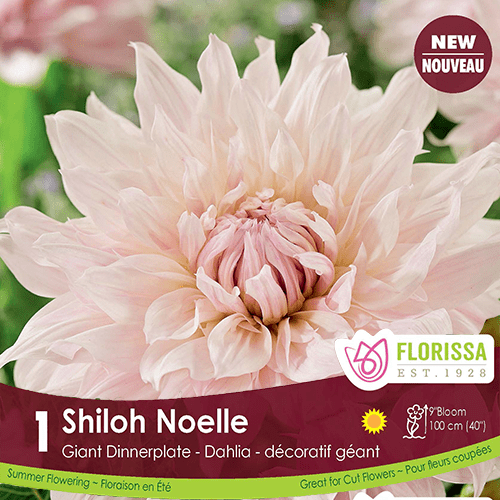 Dahlia Dinner Shiloh Noelle