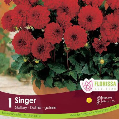 Dahlia Gallery Singer red spring bulb