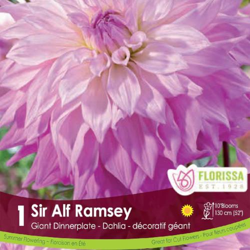 Dahlia Dinnerplate Sir Alf Ramsay purple pink Spring Bulb