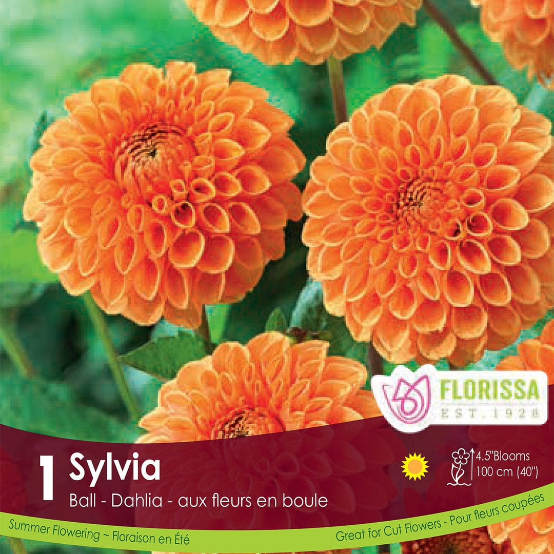 Dahlia Novelty Sylvia Ball Orange Spring Bulb