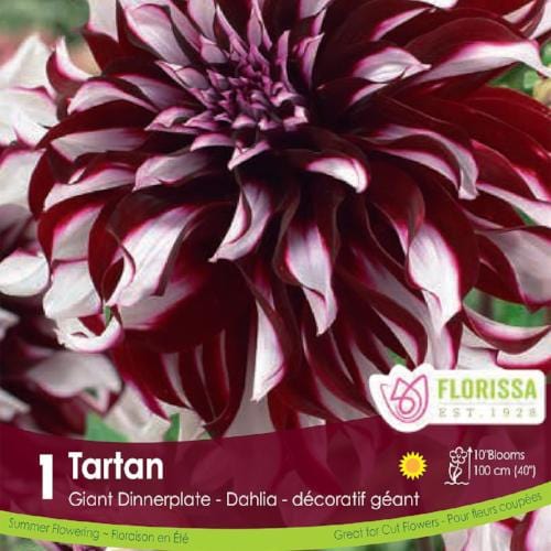 Dahlia Dinnerplate Tartan Purple Red White Spring Bulb