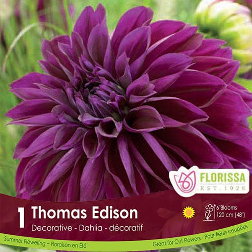 Dahlia Decorative Thomas Edison Purple Spring Bulb