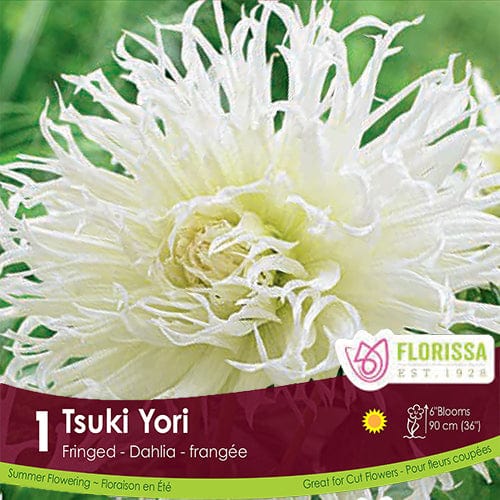 Dahlia Fringed Tsuki-Yori White Spring Bulb