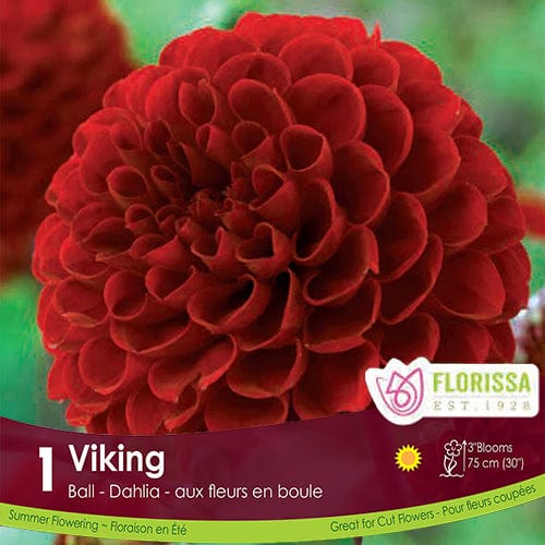 Dahlia Novelty Viking Pompon Red Spring Bulb