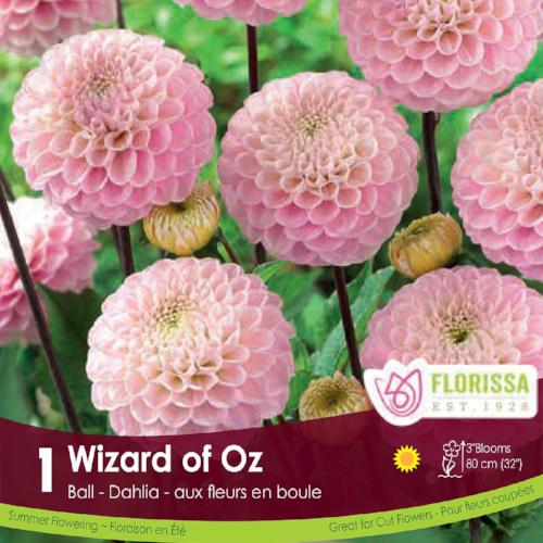 Dahlia Nov Wizard of Oz Pink Spring bulb