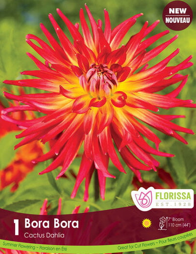 Dahlia - Bora Bora, 1 Pack