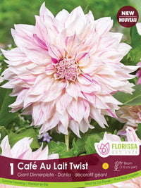 Dahlia - Cafe au Lait Twist