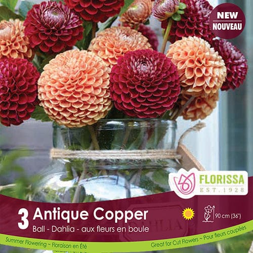 Dahlias - Antique Copper, Colourful Companions, 3 Pack