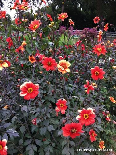 Dahlias Blazing Saddles - Renee's Garden