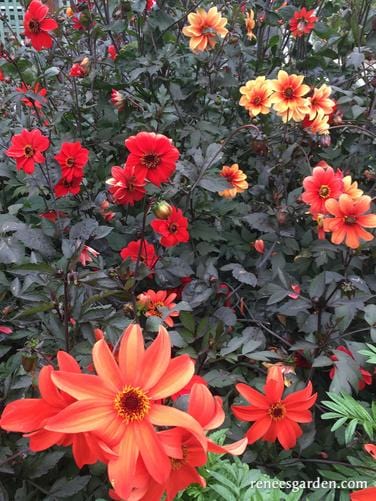 Dahlias Blazing Saddles - Renee's Garden