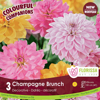 Dahlias - Champagne Brunch, Colourful Companions, 3 Pack