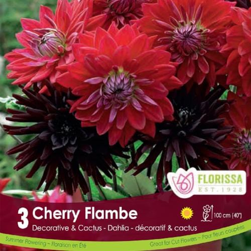 Dahlia Cherry Flambe red spring bulbs