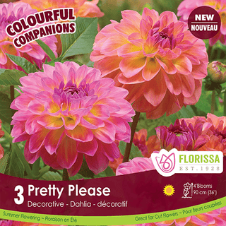 Dahlias - Pretty Please, Colourful Companions, 3 Pack