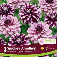 Dahlias - Smokey Amethyst, Colourful Companions, 3 Pack